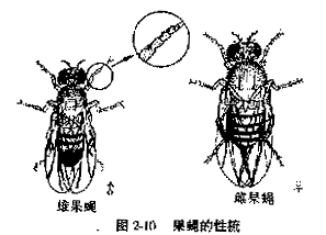 (2)果蝇培养基