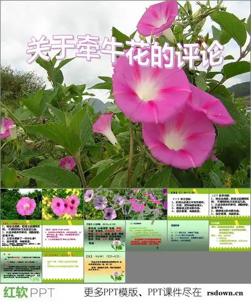 关于牵牛花的评论教案ppt下载