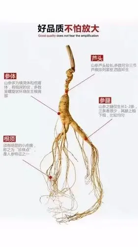产地食材 | 大山深处的精灵,人参