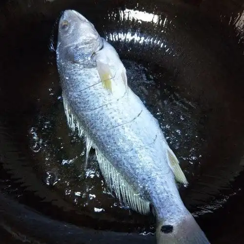 红烧白花鱼,咸香又下饭,这样做太入味了