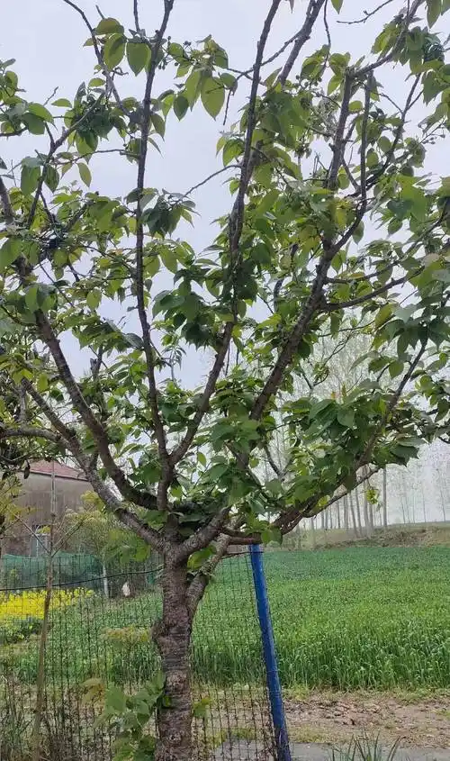樱桃树修剪时期和主要修剪方法