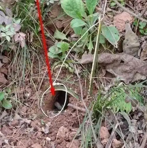 农民自己设置陷阱抓野味 第二天便收获了一只野鸡