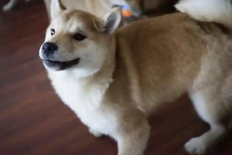 听闻柴犬小宝们日常玩耍