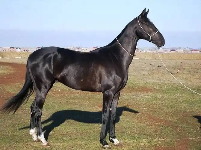 远去的汗血马-阿哈尔捷金马的历_土库曼斯坦_沙漠_品种