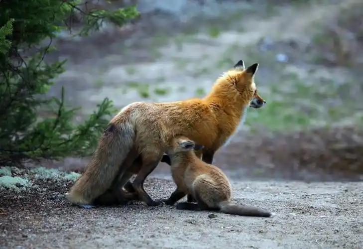 general 2048x1404 baby animals fox animals