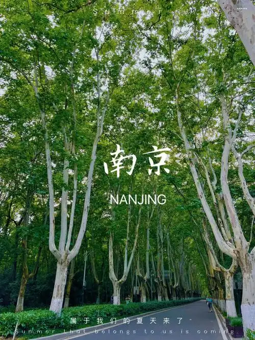 树是梧桐树城是南京城