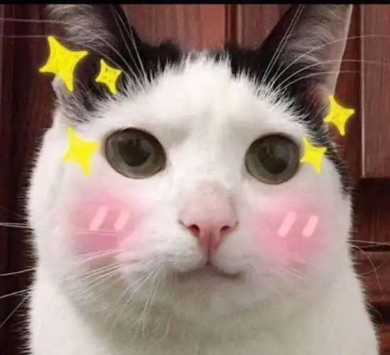 小猫咪有双下巴为什么还这么可爱,人的话就.