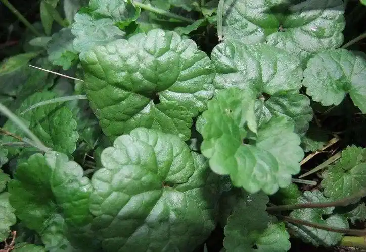 农村有一种草叫透骨消外敷治跌打损伤被称为活血丹