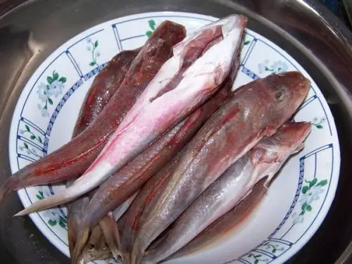 学名:短鳍红娘鱼(鲂鮄科) lepidorigla microptera 俗名,地方名