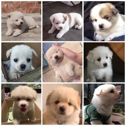 中华田园小狗活物小土土狗幼犬草狗黑狗小白狗狗