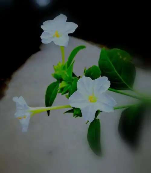 开白花的紫茉莉——10.18上午拍摄于车大坪