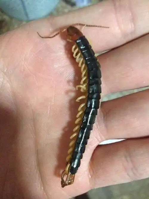 昨天晚上卧室里发现一条8公分左右长的蜈蚣