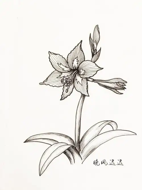 线描花卉丨朱顶红