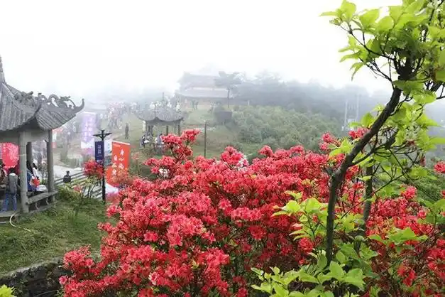 今天,磐安人的朋友圈被杜鹃花刷爆!