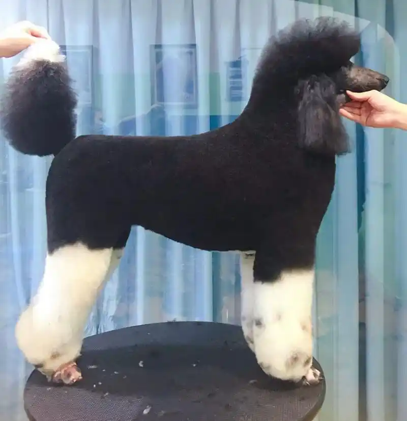 巨贵造型|拉姆装 95 今天美容的两只巨型宝宝～  你喜欢花色还是