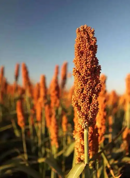 来自东北黑土地的红高粱