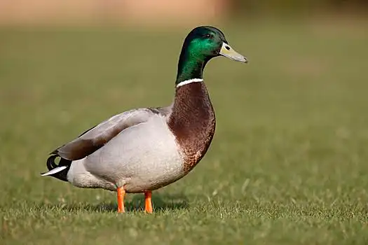 野鸭,绿头鸭,雄性,苏格兰,春天