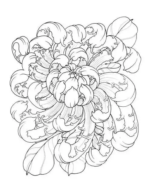 高清传统菊花白描线稿,都是精彩的学画资料