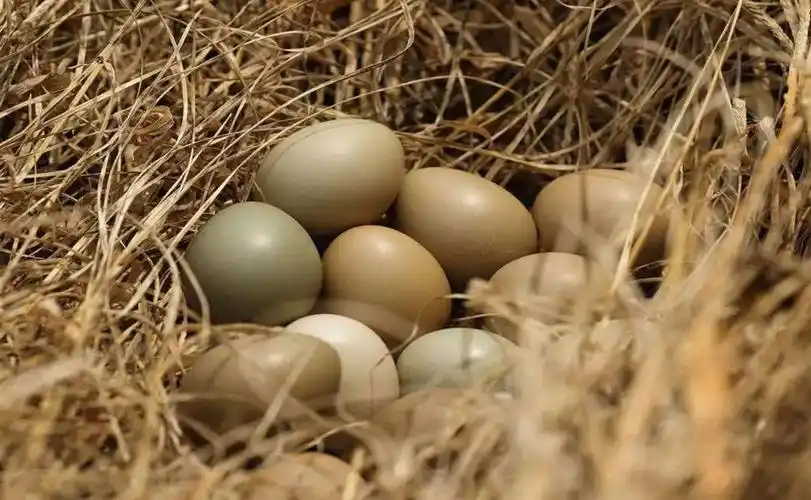 精准扶贫 | 买一单山西梁儿上村野鸡蛋资助贫困家庭