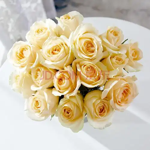 多头玫瑰鲜花家用水养520 香槟色 香槟玫瑰20枝 不含花瓶