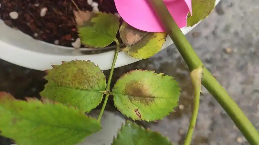 月季新手,请问这是肥害吗?