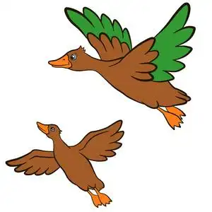 儿童卡通鸟. 两只可爱的小鸭子飞起来微笑着.照片