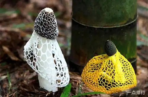 蘑菇的种类有哪些 盘点十种常见可食用蘑菇