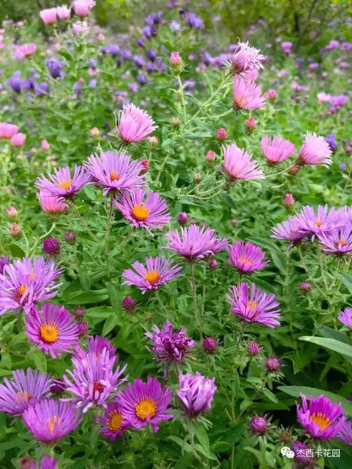 秋天紫菀最美的时节