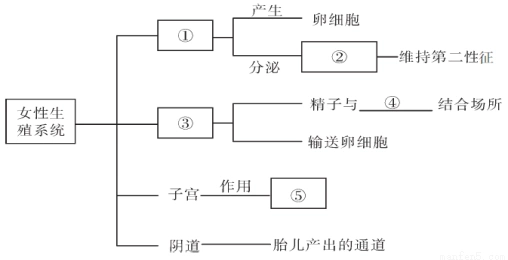 下图是女性生殖系统的概念图请回答图中的相关问题