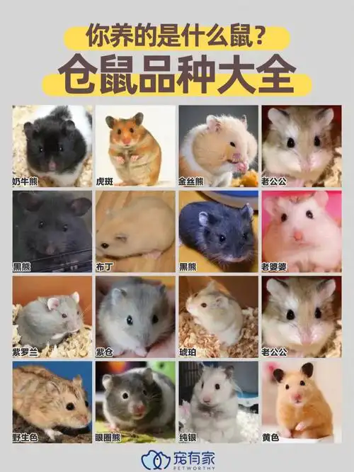 给大家好好介绍下～78仓鼠主要有这4大类:一线仓鼠,三线仓鼠,金丝熊