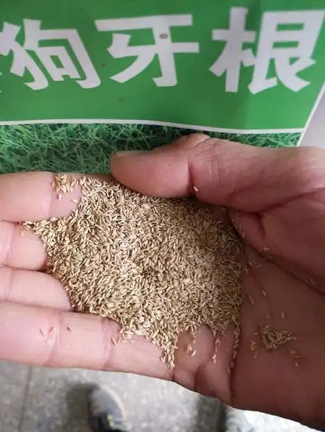 狗牙根种子图片