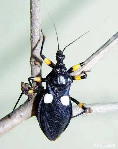 奇虫异宠:白斑猎蝽