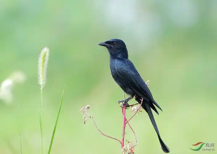 乌鹃,一种容易被错认为卷尾的鸟