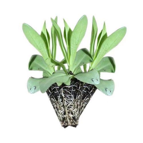 云南直发洋桔梗花苗龙胆小苗紫边粉色白色大花重时令草本花卉