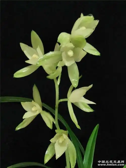 闲看庭花之(七仙女)-建兰篇-中国兰花交易网社区