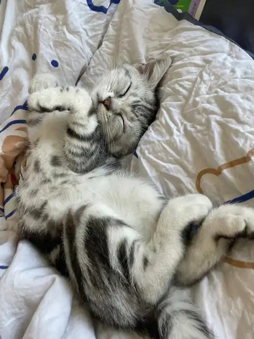 猫猫睡姿大赏
