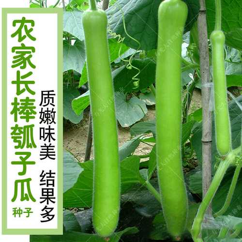 农家蒲瓜种子长瓠子瓜特长早熟菜葫芦瓜菜园春夏秋四季播蔬菜种子