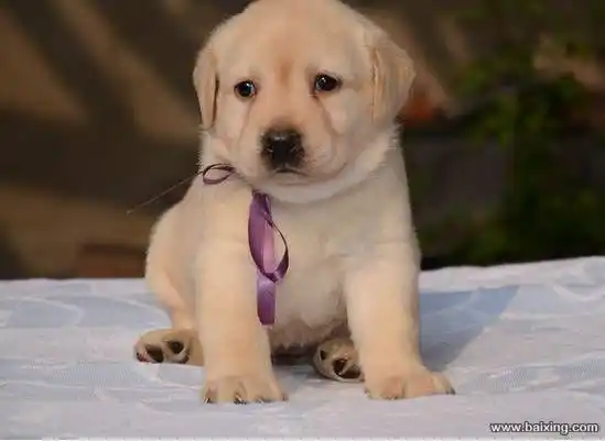 直销精品拉布拉多火热出售中