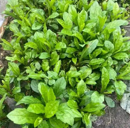 马兰头营养价值高,不会吃会中毒,怎么吃才安全?