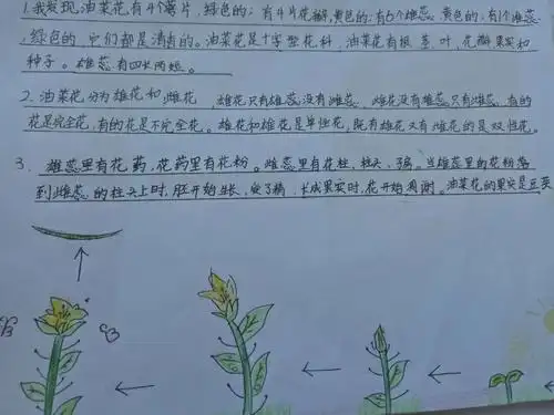 拿着自己的小画笔,走 ,去菜园里看看我们自己种下的油菜花.