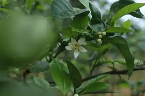 说说玳玳花的事吧