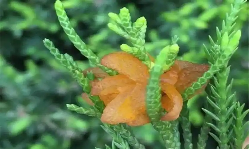 雨后柏树会开花什么情况原来是锈病在作怪