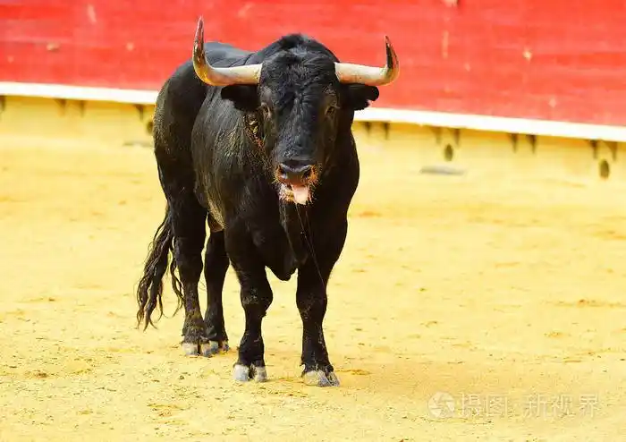 西班牙公牛在西班牙大角斗牛