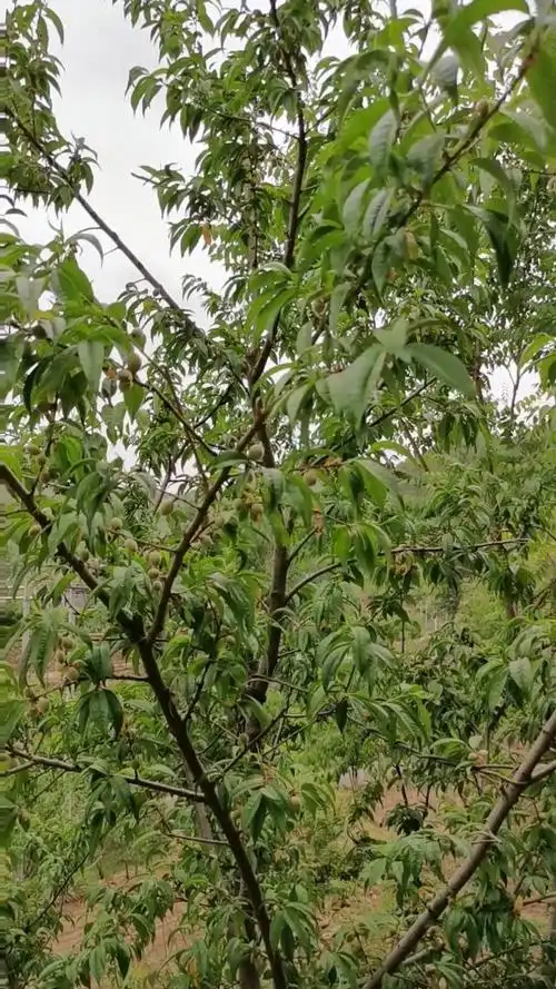 纯室外野生酸甜小毛桃,无农药,采光好,日照足,自然原始最健康