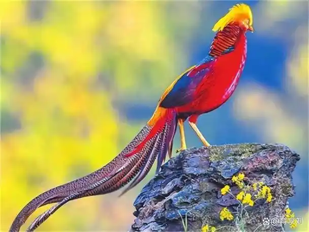 老人养凤凰4年专家发现时已超40只竟是牢底坐穿鸟