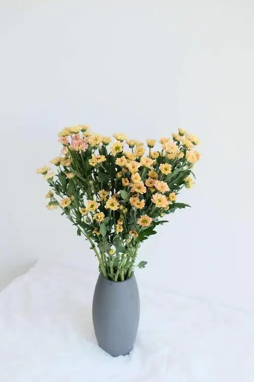 小雏菊鲜花室内插花水养云南直发直批同城速递鲜花速递同城