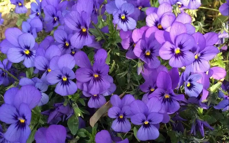 紫色清新三色堇绽放图片电脑壁纸