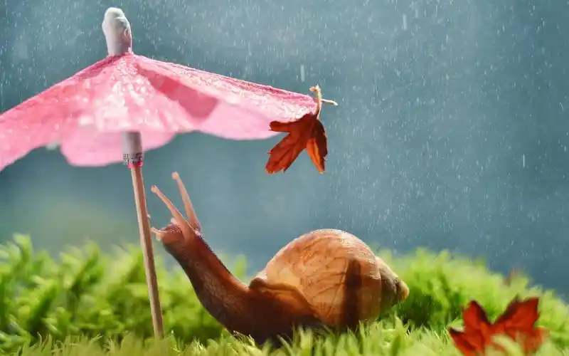 蜗牛,伞,雨,有趣的动物 iphone 壁纸