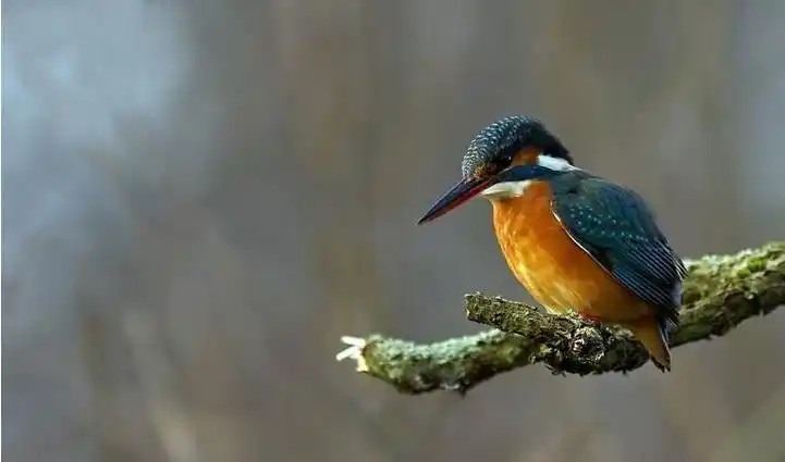 青鸟是什么鸟图片青鸟为什么是神鸟