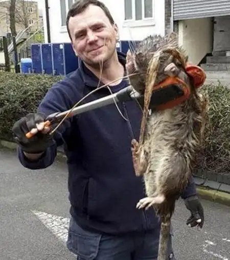 1米,堪称是世界上最大的老鼠啊,1.